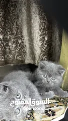  6 “Luxury Scottish Fold & Straight Kittens – Trained Playful & Irresistible!” كتنز سكوتش ملوكين