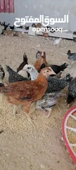  1 موجود صوص بلدي