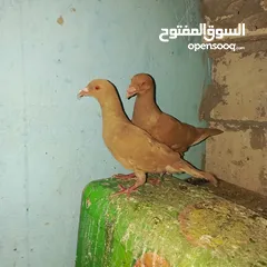  1 حمام زق لناس الغانمه