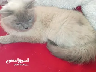  23 قطه هملايا شوكلت  و قطة سكوتش برتش براون  شبه تبني للتبني