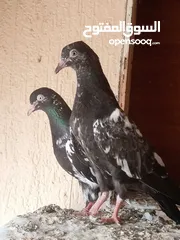  16 Hi flyer Pigeons pathy pathian and adult vaccinated dewormed