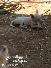  5 جراء لولو فوكس