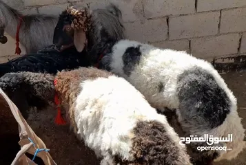  1 عقائق ذبائح نذر بلدي نظيف الموقع سحاب السعر ع 145 نهائي يوجد خدمه ذبح