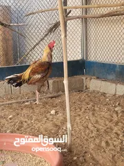  1 ديك باكستاني للبيع