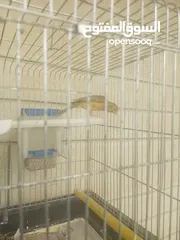  3 عصفور كناري فرخ لون جزري