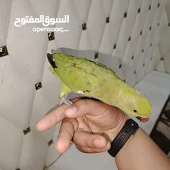  3 بغبغاء دره للبيع