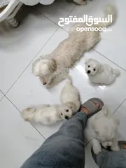  4 انثى فرنش تيرير عمر شهرين   puppy 2-months female - French Terrier