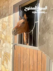 4 مهرة عربية أصيلة مسجلة - دماء مميزة -مهرة مميزة الها مستقبل