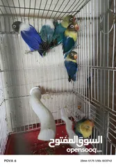  18 فشرات طفرات بلديه كلهم منتجين الفيديو بشرح كلشي