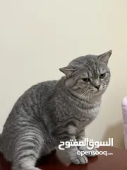  3 قط ذكر نص سكوتش  Male cat half scotch