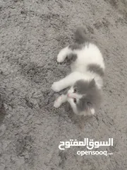  4 قطط شيرازي