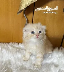  1 قطط سكوتش فولد بسعر مناسب للجميع