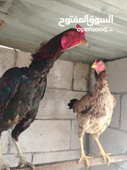  7 متاح بيض باكستاني خط اول..