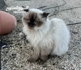  7 قط من فصيل راغدول اغلا أنواع القطط