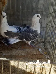  2 جوز بواز التفاصيل بالتعليقات