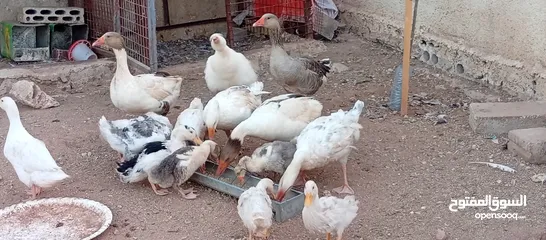  11 وز وبط للبيع او للبدل على صخله أو عبور مع دفع الفرق