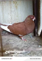  2 للبيع جواز منتجة