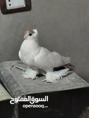  7 بلوني الماني جوز اسود و اصفر و طيرة صفره و فراخ
