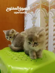  4 قطط للبيع مال بيت