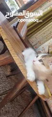  4 عندي قطه انثى عمرها شهرين متعوده على اكل البيت ودراي فود ومتعوده على لتر بوكس ..