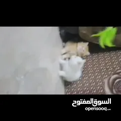  10 قطط منزليات اقرئالوصف