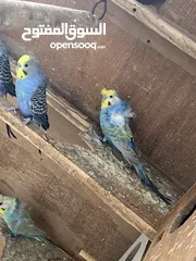  5 طيور حب للبيع مع الاقفاص
