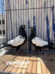  3 جوز مزهورات سود