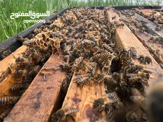  11 مناحل عسل مملكة النحل سعر خاص للتجار و للكميات قطفة جديده هذا العام
