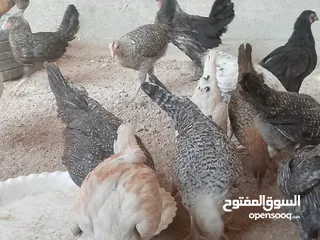  9 فراخ للبيع