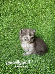  2 قطط صغار للبيع