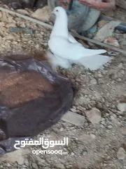  2 طيره هزاز بندوق فرنسي
