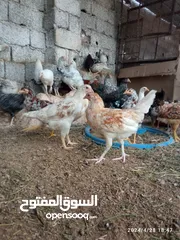  9 دجاج عربي العمر تلات شهور الا شوية