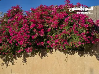  1 قطعة ارض للبيع الكفير