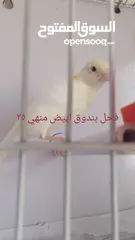  3 التفاصيل في الصور