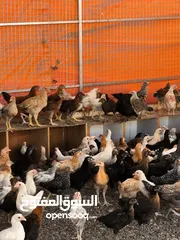  6 دجاج عماني عمر 3 شهور
