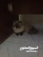  5 قطه لتبني