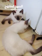  2 قطط سيامي بسعر معقول