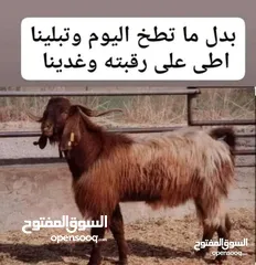  7 لحام منزلي متنقل لذبح كافة الاضاحي والعقائق والنذور