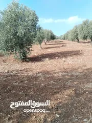  6 من أجمل قطع الرمان جميع الخدمات مشجرة