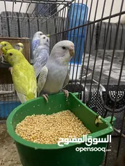  3 عصافير بيقلينوا