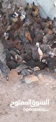  4 صيصان جاج بلدي