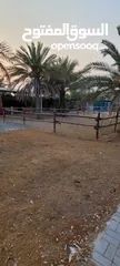  9 عزبة مميزة للبيع/التنازل لتربيه الخيول في منطقة الزبير - Farm for sale/ concession for growing horse