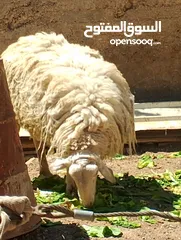  2 فحل خاروف عساف
