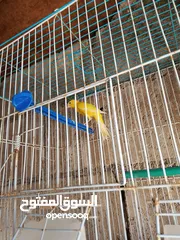  1 كاري واحد هوزو فحل وطيره مقمره بلديه راس خرزه