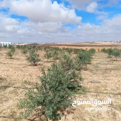  2 ارض للبيع   جنوب عمان /القرية جميل (حوض العرقوب)