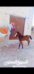  2 فرس للبيع مع مهره
