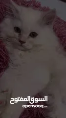  5 قط شيرازي-سيبيري  Persian-Siberian cat