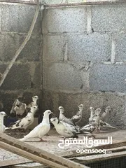  2 عفاد دبل تاج ألوان جميله