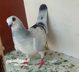  25 حمام للبيع