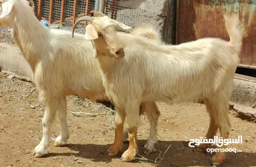  3 للبيع اغنام 2 من حلال الجواميد الجبل الأخضر عشرات سمان تبارك الله فرصة طيبة الي يريد يربي